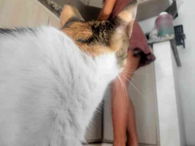 ROUSSH webcam