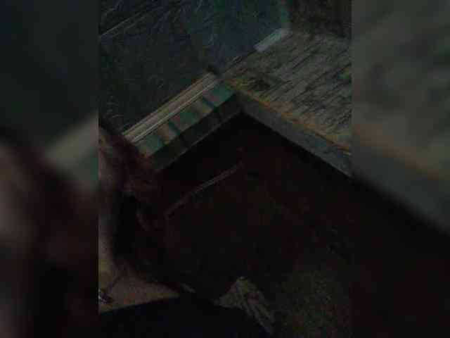 Zarevna webcam