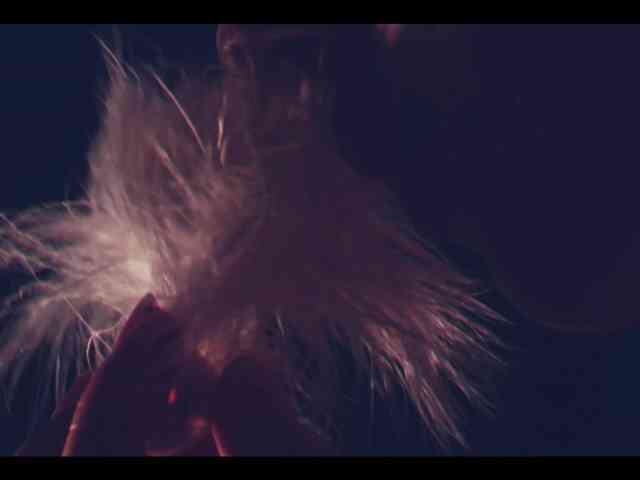 Taanni webcam