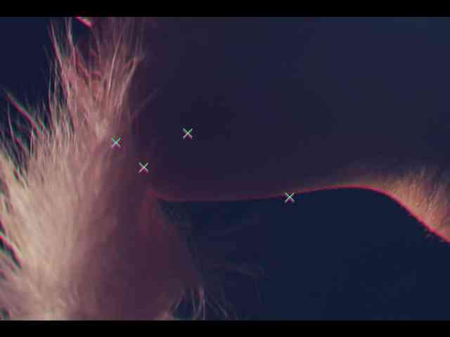 Taanni webcam