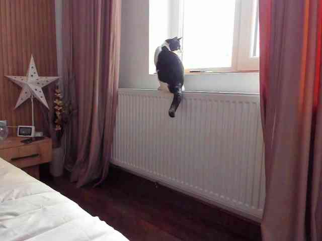 roses-dream roses-dream