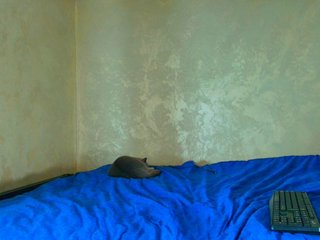 LauraVanessa Porn Show