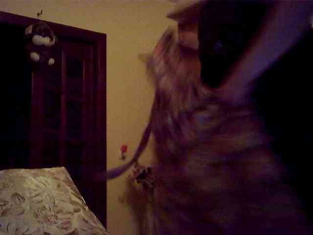 SexyMiss webcam