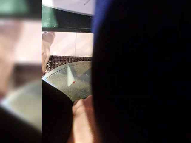 NinaBelluschi webcam