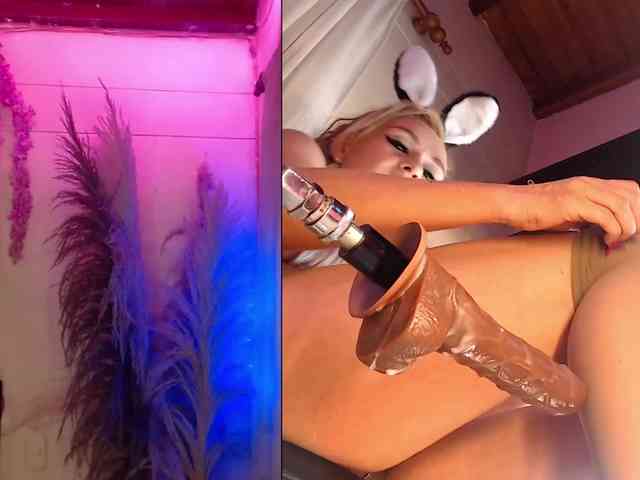 Aleja_Fox webcam