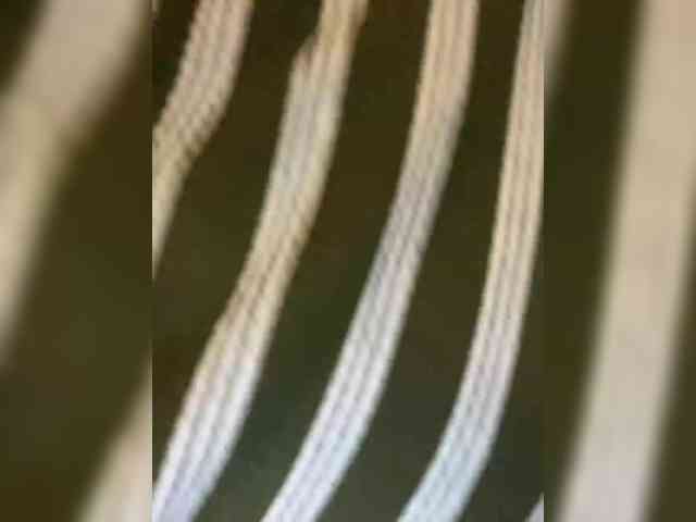 marsandvenera