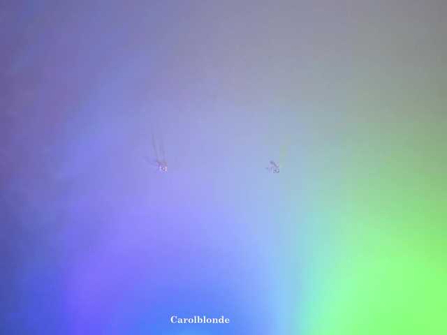 Preview of carolblonde