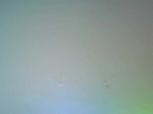 Preview of carolblonde