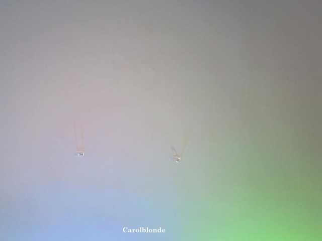 Preview of carolblonde