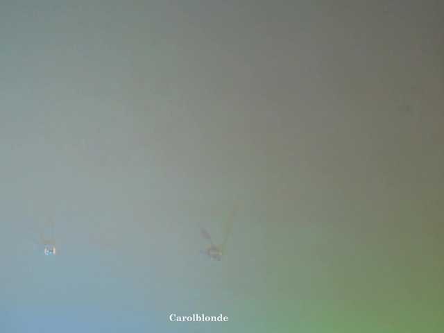 Charlotte-glasses's BongaCams show and profile