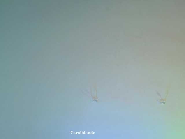 Charlotte-glasses's BongaCams show and profile