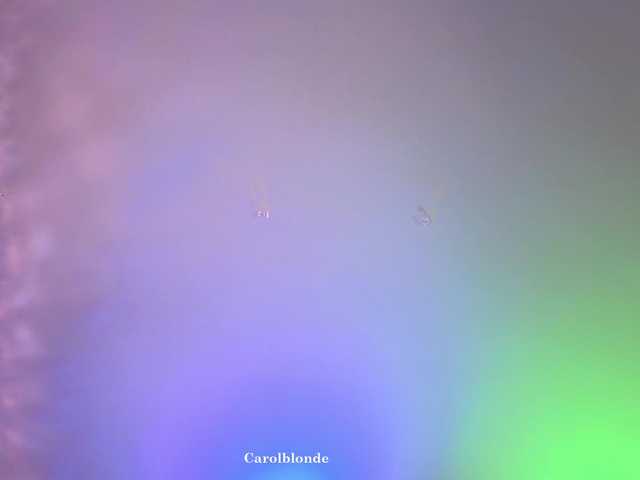 Preview of carolblonde