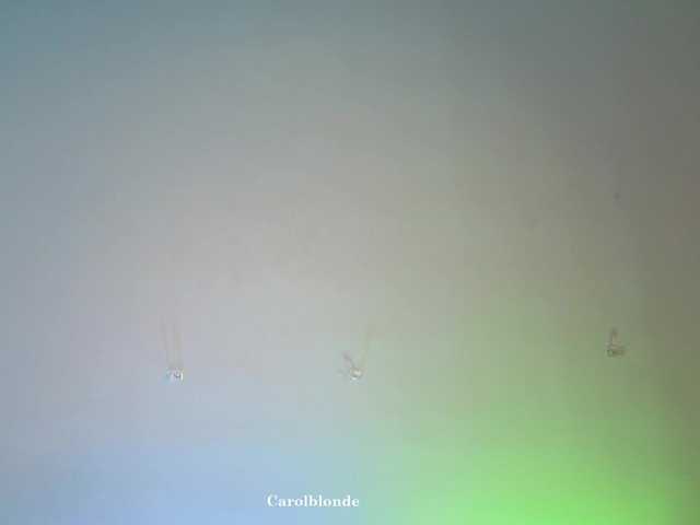 Charlotte-glasses's BongaCams show and profile