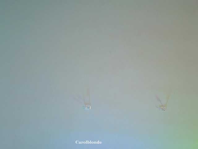 Charlotte-glasses's BongaCams show and profile