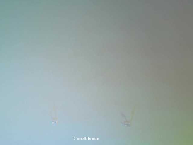 Charlotte-glasses from BongaCams is Freechat