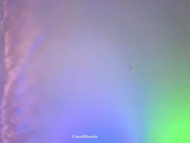 Preview of carolblonde