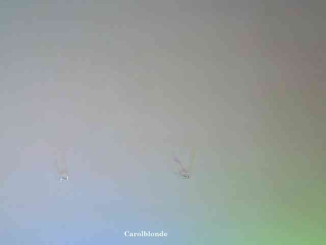 Charlotte-glasses Charlotte-glasses