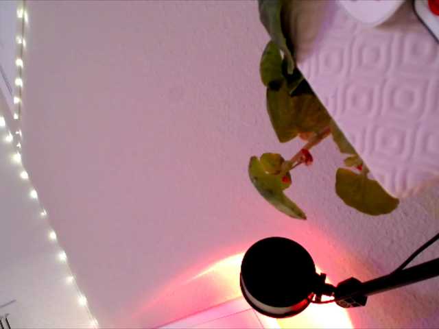 PrincessXOXO's BongaCams show and profile