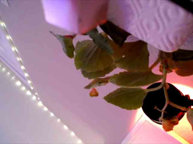 PrincessXOXO PrincessXOXO