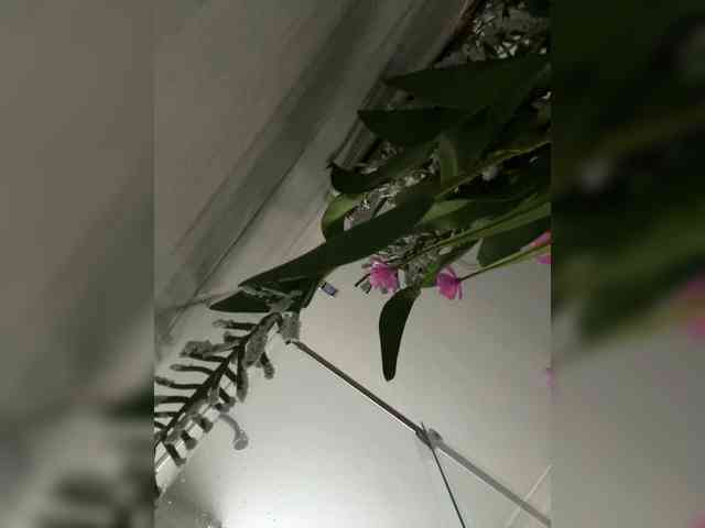 MaddisonWelch webcam