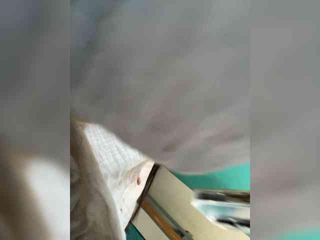 MaddisonWelch webcam