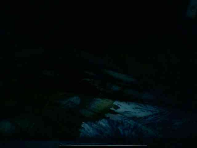 Tiger42037 Tiger42037