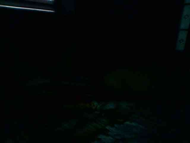 Tiger42037 Tiger42037