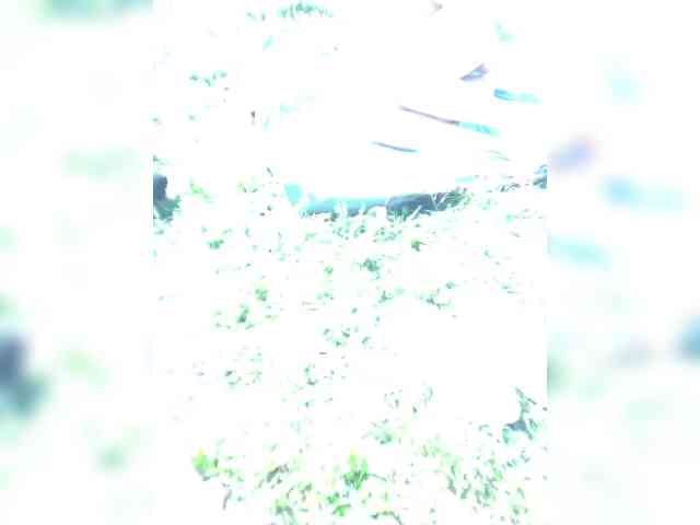 Mira-1-1 webcam