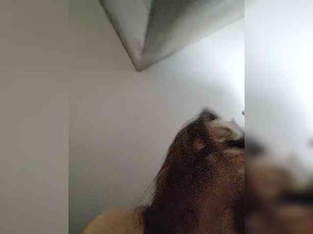 misReborn_Arieli webcam