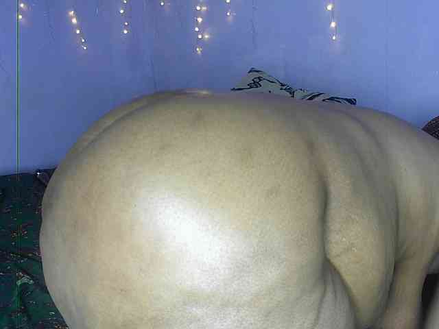 Big-Ass-Wilma webcam