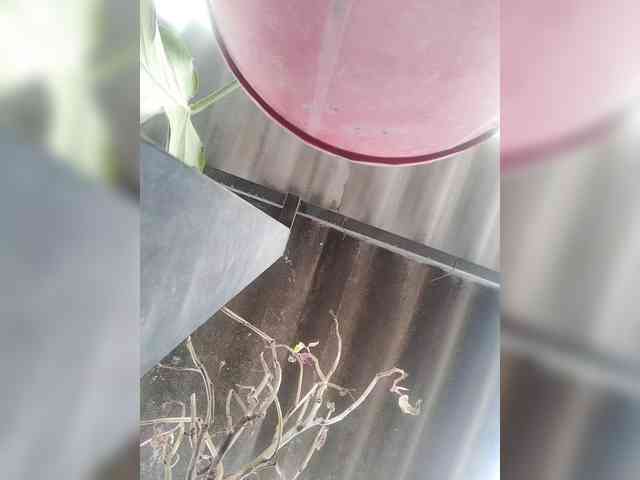 Wtwins