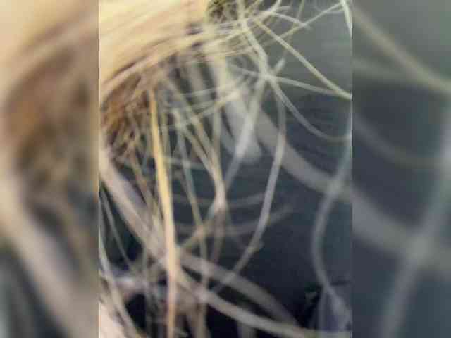 Ellidi webcam
