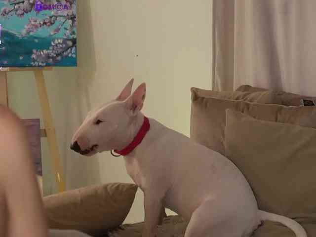 TOKKYYO webcam