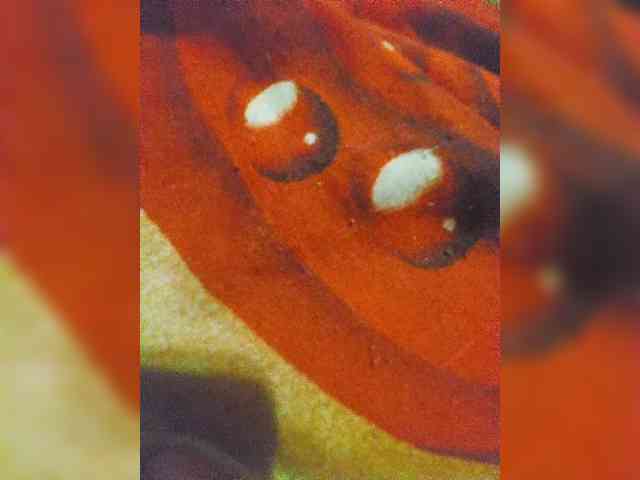 sexpara2022lo Live Webcam on BongaCams sexpara2022lo Live Webcam on BongaCams