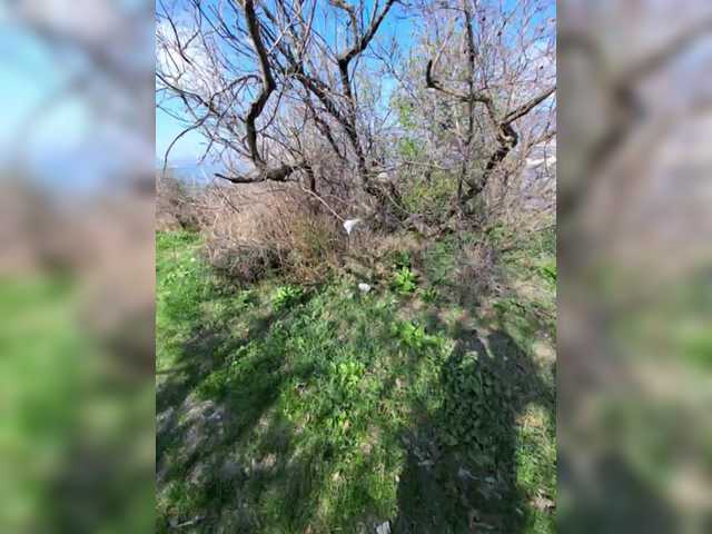 DIVORA's BongaCams profile