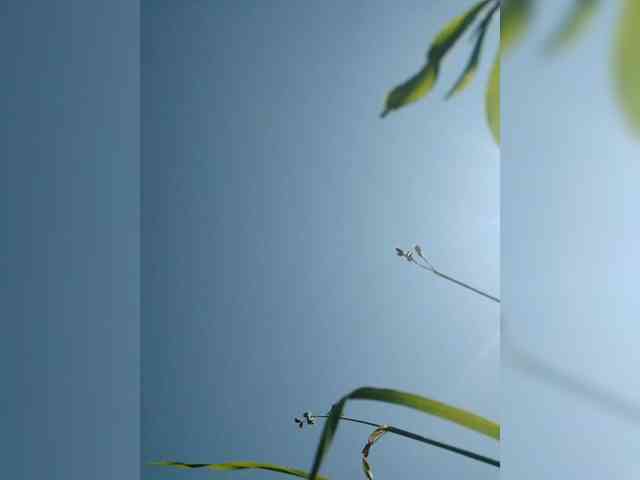 Bonne-Aurore webcam