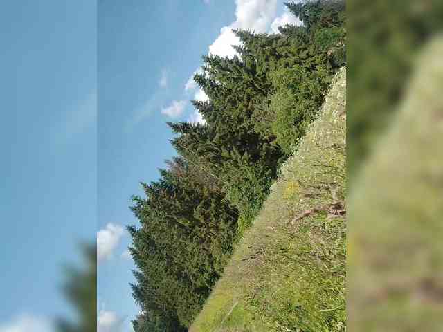 Bonne-Aurore webcam