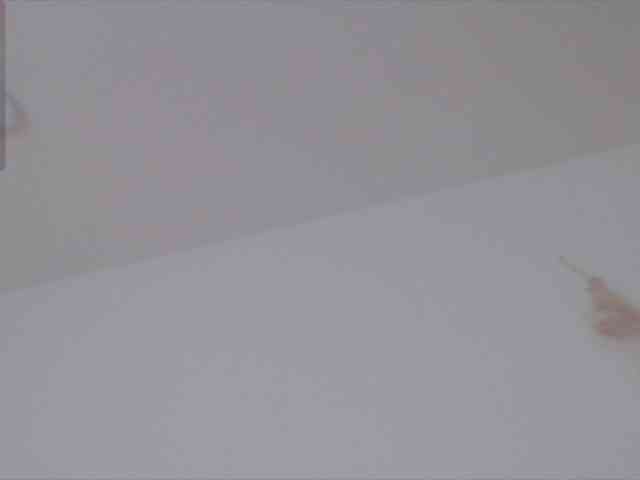 Trissabenson webcam