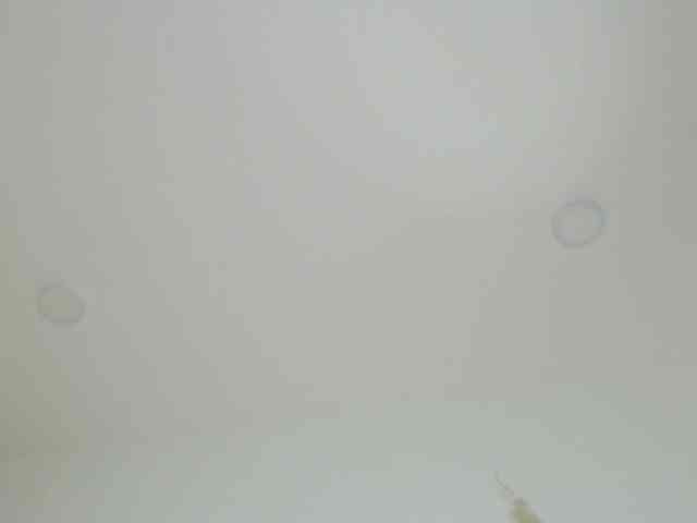 Trissabenson webcam