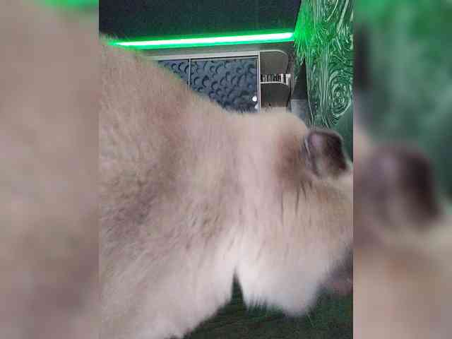deva_maria webcam