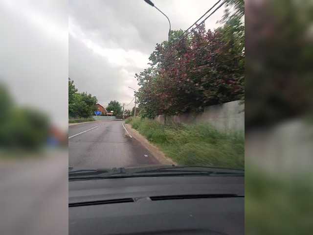 snezhnyj_kot