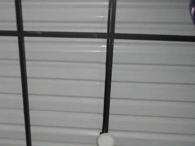 candylovet's BongaCams show and profile