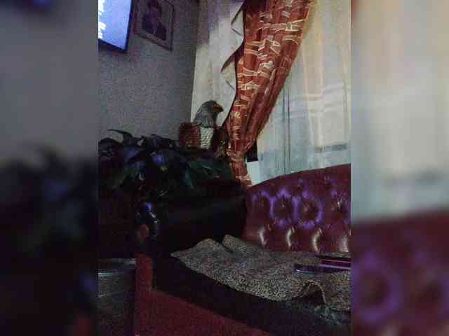 theplayful webcam