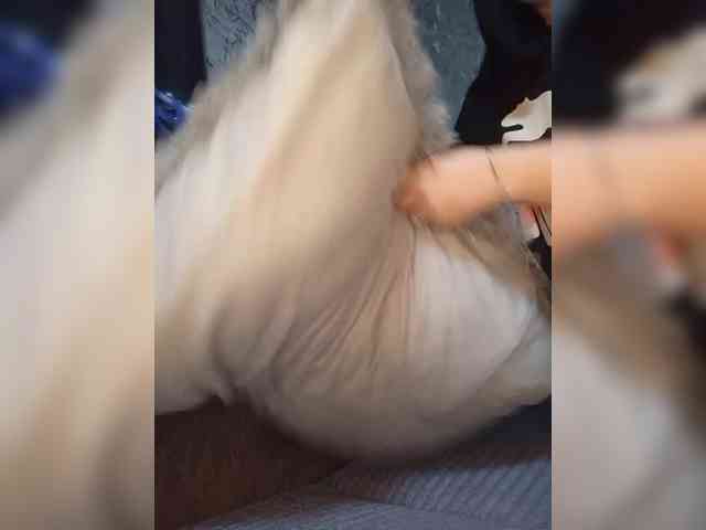 Nata17-1 webcam