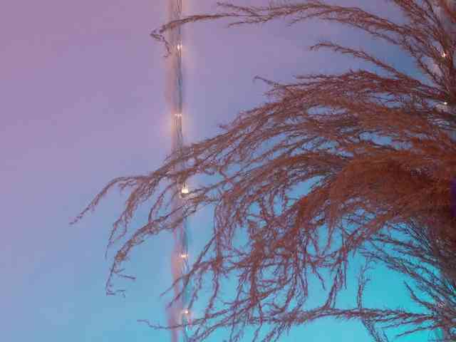 LissaMorgan webcam