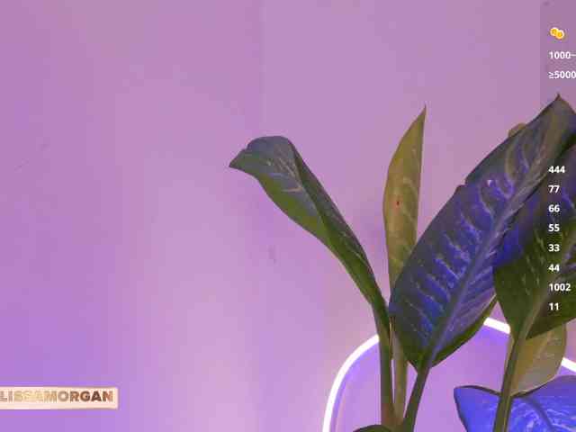 LissaMorgan webcam