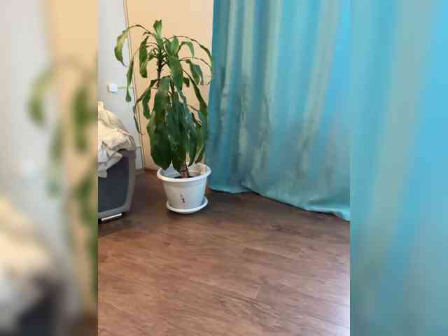 Konfeta-1 webcam