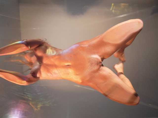 HEYBANANA live cam and statistics on UnifiedCams