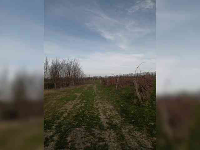 ___Pypsiki___ webcam