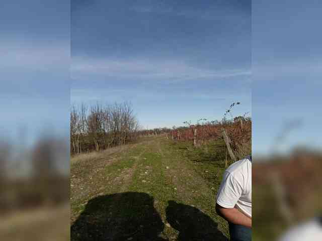 ___Pypsiki___ webcam